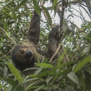 Sloth-Canva-Free